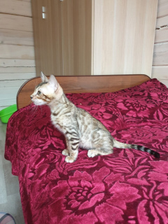 Foto №3. Bengalischer Junge für Verkauf # 2 Arnold Royal Status Cat.. Russische Föderation