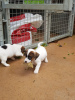 Foto №2 zu Ankündigung № 46175 zu verkaufen jack russell terrier - einkaufen Niederlande quotient 	ankündigung