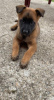 Foto №4. Ich werde verkaufen belgischer schäferhund in der Stadt Москва. vom kindergarten - preis - verhandelt