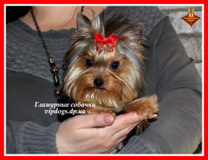 Foto №2 zu Ankündigung № 6235 zu verkaufen yorkshire terrier - einkaufen Ukraine vom kindergarten