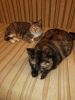 Zusätzliche Fotos: Die liebevollen dreifarbigen Katzen Mixi und die Schildkröte Nika suchen ein