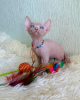 Foto №1. sphynx-katze - zum Verkauf in der Stadt Флорида Сити | 208€ | Ankündigung № 43820