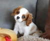 Foto №1. cavalier king charles spaniel - zum Verkauf in der Stadt Berlin | 250€ | Ankündigung № 117319