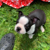 Foto №3. Entzückende Boston Terrier-Welpen zur kostenlosen Adoption. Deutschland