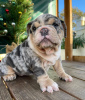 Foto №4. Ich werde verkaufen englische bulldogge in der Stadt Wyoming.  - preis - 284€