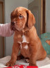 Foto №2 zu Ankündigung № 17984 zu verkaufen dogue de bordeaux - einkaufen Russische Föderation vom kindergarten