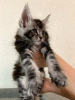 Foto №3. Die Cattery Maine Coon bietet ein reinrassiges Kätzchen an.. Russische Föderation