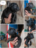 Foto №1. französische bulldogge - zum Verkauf in der Stadt Zrenjanin | verhandelt | Ankündigung № 100247