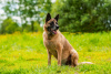 Zusätzliche Fotos: Ein schicker Typ vom Phänotyp Malinois sucht einen Mann.