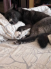 Zusätzliche Fotos: Der hübsche Mischlings-Husky Cosmos sucht ein Zuhause!