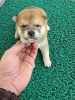 Foto №3. Shiba inu Puppies cheap. Serbien