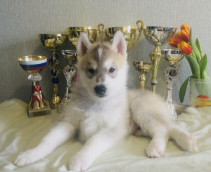 Zusätzliche Fotos: Siberian Husky