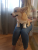 Foto №1. welsh corgi - zum Verkauf in der Stadt Minsk | 1100€ | Ankündigung № 9273