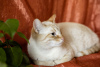 Zusätzliche Fotos: Eine sanfte und schöne Katze Benya als Geschenk