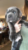 Foto №3. Reinrassige Cane Corso-Welpen. USA