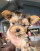 Zusätzliche Fotos: Yorkshire Terrier-Welpen verfügbar