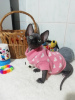 Foto №2 zu Ankündigung № 8062 zu verkaufen sphynx cat - einkaufen Weißrussland vom kindergarten