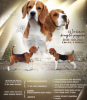 Foto №1. beagle - zum Verkauf in der Stadt Kursk | 491€ | Ankündigung № 8993