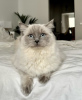 Foto №2 zu Ankündigung № 101792 zu verkaufen ragdoll-katze - einkaufen Deutschland quotient 	ankündigung, züchter