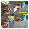 Foto №1. chihuahua - zum Verkauf in der Stadt Rostow am Don | 1004€ | Ankündigung № 51684
