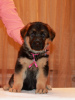Foto №4. Ich werde verkaufen deutscher schäferhund in der Stadt Nizhny Novgorod. züchter - preis - 280€