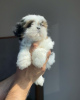 Foto №3. SHIH TZU. Kanada