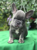 Zusätzliche Fotos: Französische Bulldogge