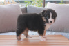 Foto №3. Australian Shepherd-Welpen. Finnland