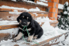 Foto №3. Welpen Khotosho (Buryat Dog) Zwinger Heritage of Buryatia. Russische Föderation