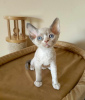 Foto №1. devon rex - zum Verkauf in der Stadt Гамбург | 250€ | Ankündigung № 122580