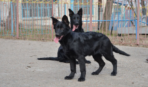 Foto №3. schwarze deutsche Schäferhunde, resessive schwarze Farbe, 2 Monate, KSU / FCI,. Ukraine