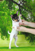 Zusätzliche Fotos: Toy Fox Terrier Welpen