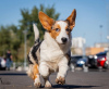 Foto №1. welsh corgi - zum Verkauf in der Stadt Москва | verhandelt | Ankündigung № 121318