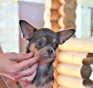 Foto №1. chihuahua - zum Verkauf in der Stadt Stavropol | verhandelt | Ankündigung № 3452