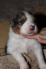 Foto №2 zu Ankündigung № 101997 zu verkaufen australian shepherd - einkaufen Serbien 