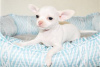 Foto №3. Entzückende Chihuahua-Welpen zur kostenlosen Adoption. Deutschland