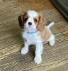 Foto №2 zu Ankündigung № 124062 zu verkaufen cavalier king charles spaniel - einkaufen Finnland quotient 	ankündigung