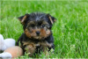 Foto №2 zu Ankündigung № 104856 zu verkaufen yorkshire terrier - einkaufen Australien quotient 	ankündigung