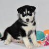 Foto №1. siberian husky - zum Verkauf in der Stadt Даллас | 473€ | Ankündigung № 45615