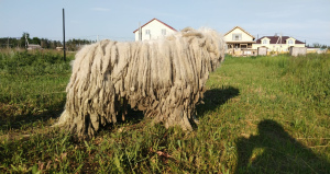 Zusätzliche Fotos: Komondor