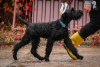 Foto №2 zu Ankündigung № 121750 zu verkaufen schnauzer - einkaufen Weißrussland vom kindergarten