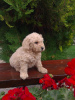 Foto №3. Labradoodle F1. Serbien