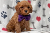 Foto №3. Wunderschöne Cavapoo-Welpen zur kostenlosen Adoption. Deutschland