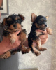 Foto №4. Ich werde verkaufen yorkshire terrier in der Stadt New York.  - preis - 379€