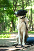Foto №2 zu Ankündigung № 53708 zu verkaufen mischlingshund - einkaufen Russische Föderation quotient 	ankündigung