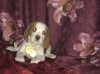Foto №2 zu Ankündigung № 7985 zu verkaufen beagle - einkaufen Russische Föderation vom kindergarten
