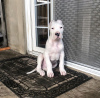 Foto №2 zu Ankündigung № 126078 zu verkaufen dogo argentino - einkaufen USA aus dem tierheim, züchter