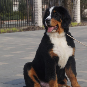Foto №2 zu Ankündigung № 6092 zu verkaufen berner sennenhund - einkaufen Russische Föderation vom kindergarten