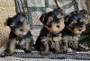 Foto №2 zu Ankündigung № 107191 zu verkaufen yorkshire terrier - einkaufen Deutschland züchter