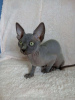 Foto №2 zu Ankündigung № 97328 zu verkaufen sphynx-katze - einkaufen Deutschland quotient 	ankündigung, züchter